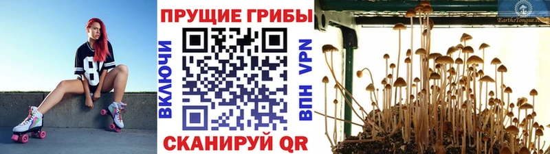 mega как зайти Белёв Псилоцибиновые грибы MAGIC MUSHROOMS